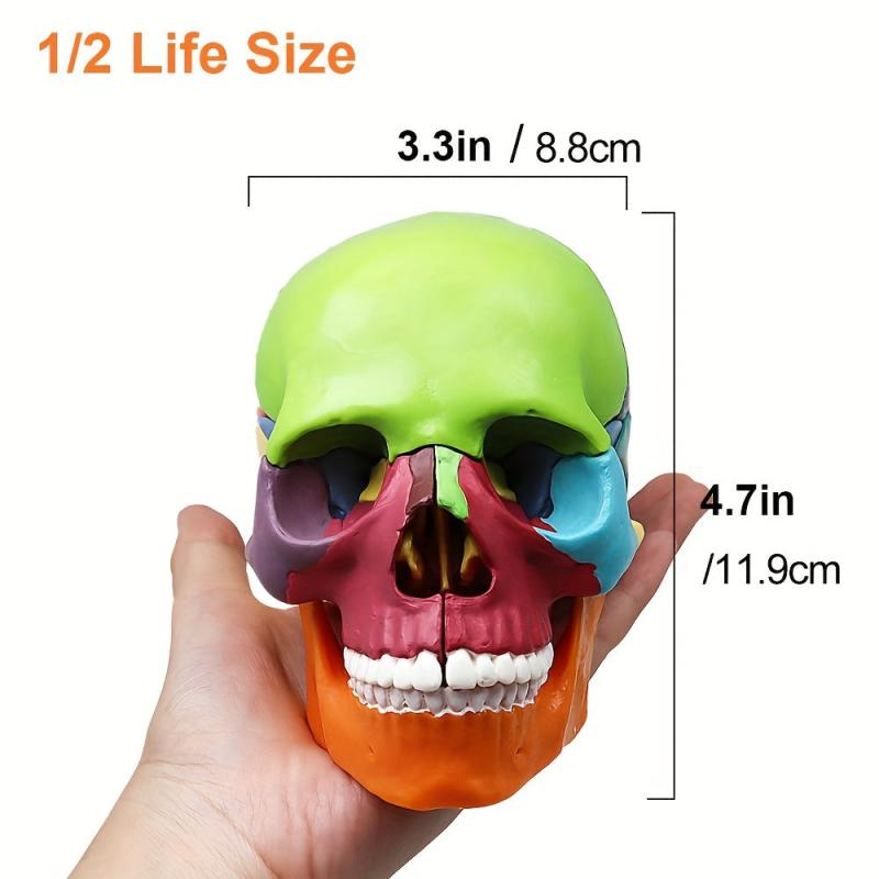 Anatomy Skull Model 15 Parts Human Medical Dental Clinic Teaching Equipmen