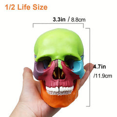 Anatomy Skull Model 15 Parts Human Medical Dental Clinic Teaching Equipmen