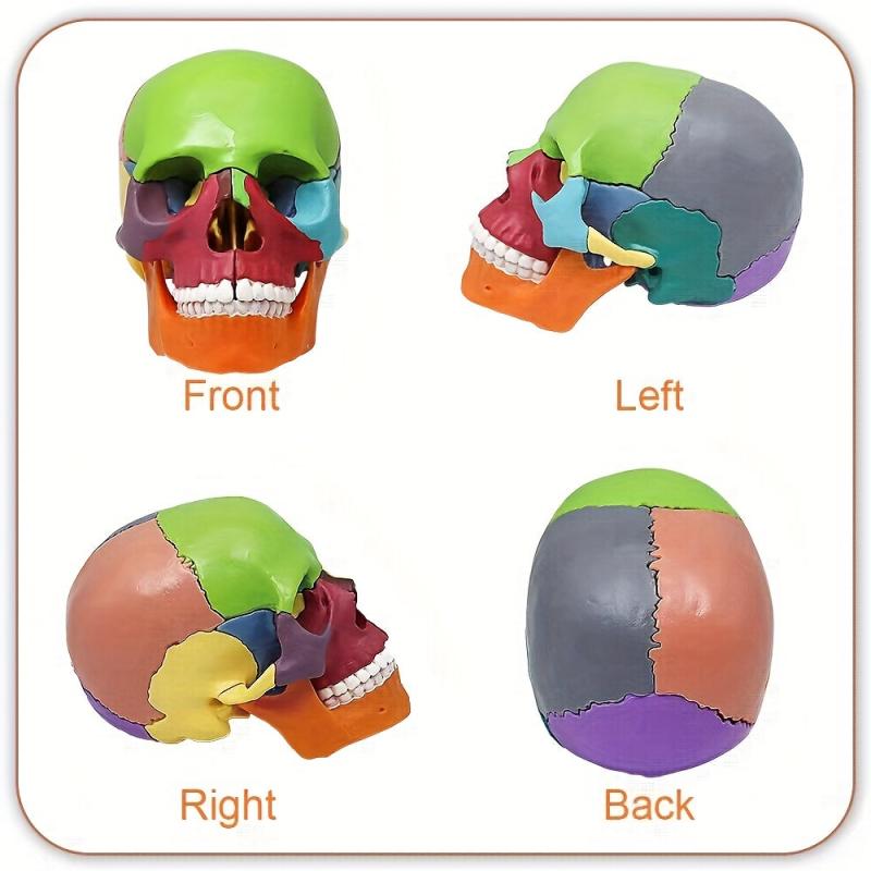 Anatomy Skull Model 15 Parts Human Medical Dental Clinic Teaching Equipmen