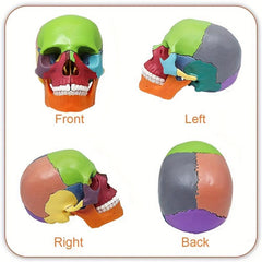 Anatomy Skull Model 15 Parts Human Medical Dental Clinic Teaching Equipmen