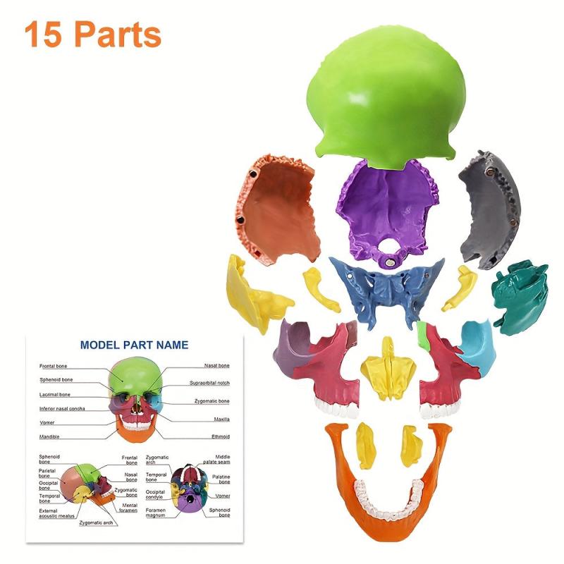 Anatomy Skull Model 15 Parts Human Medical Dental Clinic Teaching Equipmen
