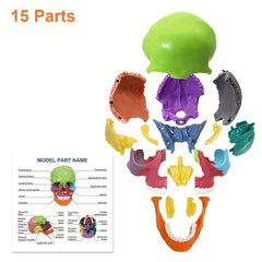 Anatomy Skull Model 15 Parts Human Medical Dental Clinic Teaching Equipmen