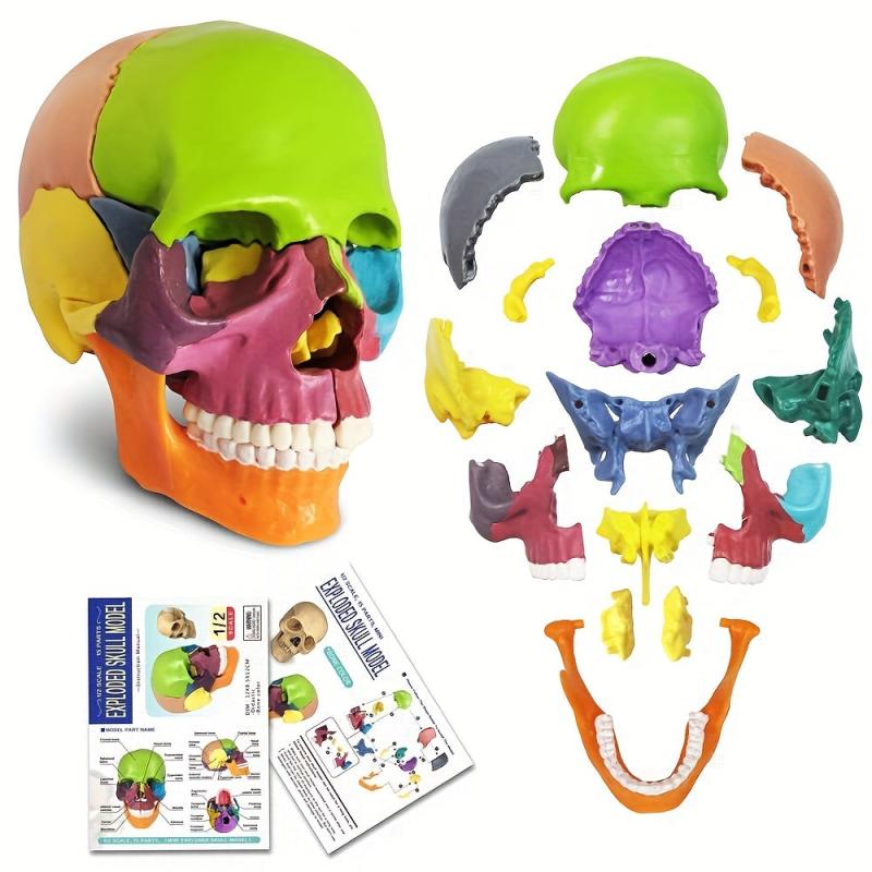 Anatomy Skull Model 15 Parts Human Medical Dental Clinic Teaching Equipmen