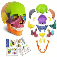 Anatomy Skull Model 15 Parts Human Medical Dental Clinic Teaching Equipmen