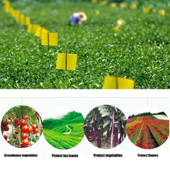 Double-Sided Armyworm Boards for Flying Insect Control