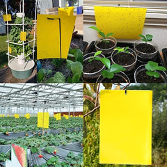 Double-Sided Armyworm Boards for Flying Insect Control
