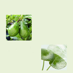 Avocado Cleansing Cream 3-in-1 Gentle Makeup Remover