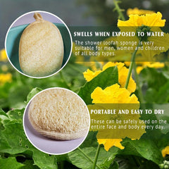 Natural Loofah Sponge Exfoliating Body Scrubber Biodegradable Shower Luffa