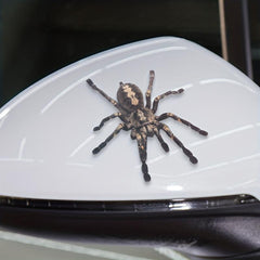 3D Spider Lizard Scorpion Car Stickers Vehicle Window Bumper Decal Decor