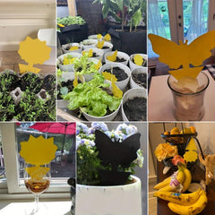 24 Sticky Fruit Fly Traps for Plants Non Toxic Odorless Yellow Bug Traps