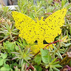 1pc Fruit Fly Gnat Yellow Sticky Bug Traps Indoor Outdoor Plant Pest Trap