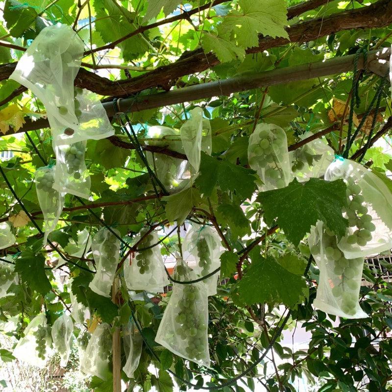 50pcs Fruit Protection Bags Drawstring Plants Seeds Vegetables Flowers