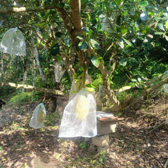 50pcs Fruit Protection Bags Drawstring Plants Seeds Vegetables Flowers