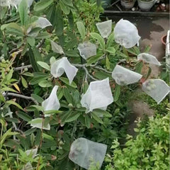 50pcs Fruit Protection Bags Drawstring Plants Seeds Vegetables Flowers