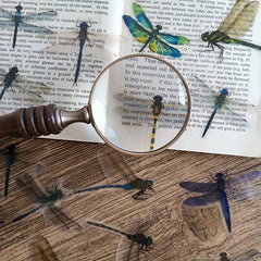 30 Waterproof Dragonfly Stickers for Decoration