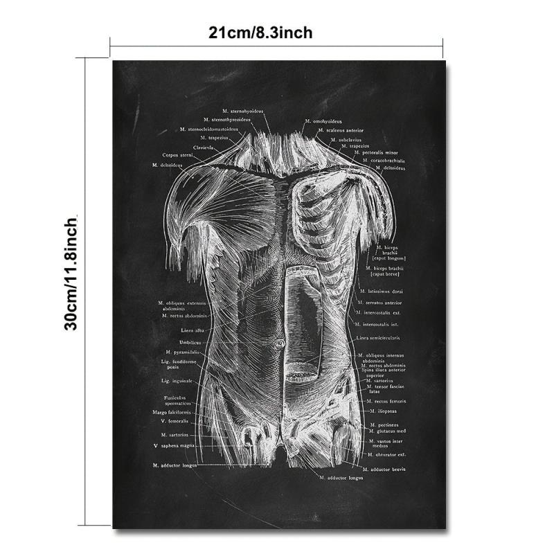 Vintage Human Anatomy Artwork Skeleton Muscle System Poster Canvas Print