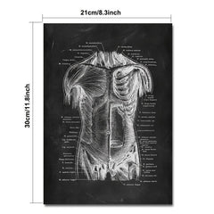 Vintage Human Anatomy Artwork Skeleton Muscle System Poster Canvas Print