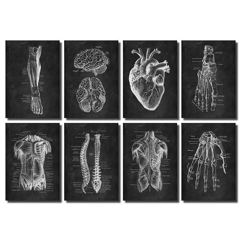 Vintage Human Anatomy Artwork Skeleton Muscle System Poster Canvas Print