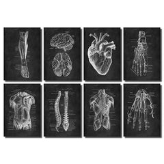 Vintage Human Anatomy Artwork Skeleton Muscle System Poster Canvas Print