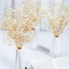 5pcs Ivory Dried Babys Breath Bouquet Natural Fresh Gyp