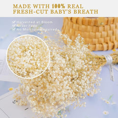 5pcs Ivory Dried Babys Breath Bouquet Natural Fresh Gyp