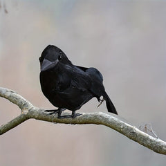 1pc Halloween Crow Outdoor Decor Simulated Crow Halloween Decoration