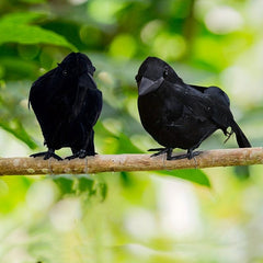 1pc Halloween Crow Outdoor Decor Simulated Crow Halloween Decoration