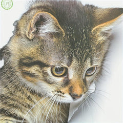 Cat Pattern Toilet Lid Decal Self Adhesive Toilet Wall Sticker