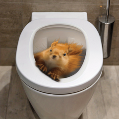 3D Squirrel Pattern Toilet Lid Decal Self Adhesive Sticker Bathroom Decor