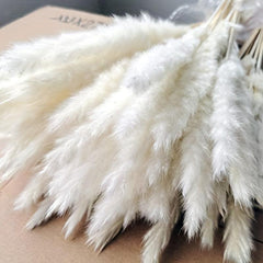 45pcs Natural Dry Pampas Grass Branches Home Decoration