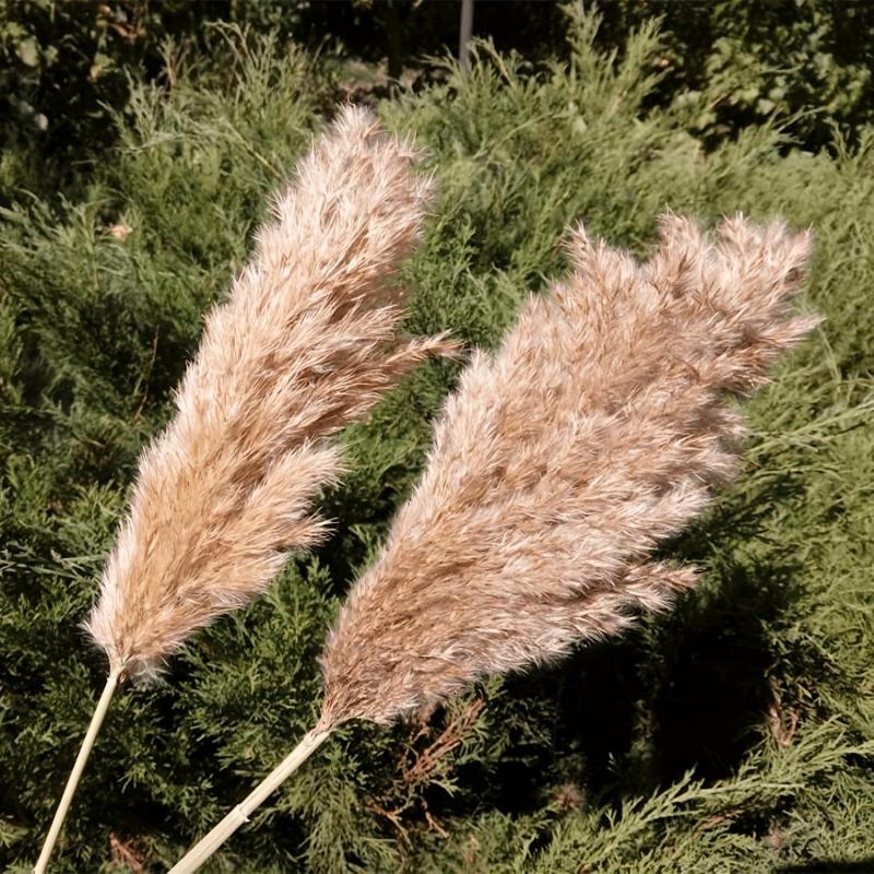 25pcs 43-94cm Tall Fluffy Pampas Grass XL Brown Dry Pampas Grass Decor