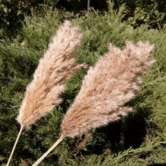 25pcs 43-94cm Tall Fluffy Pampas Grass XL Brown Dry Pampas Grass Decor