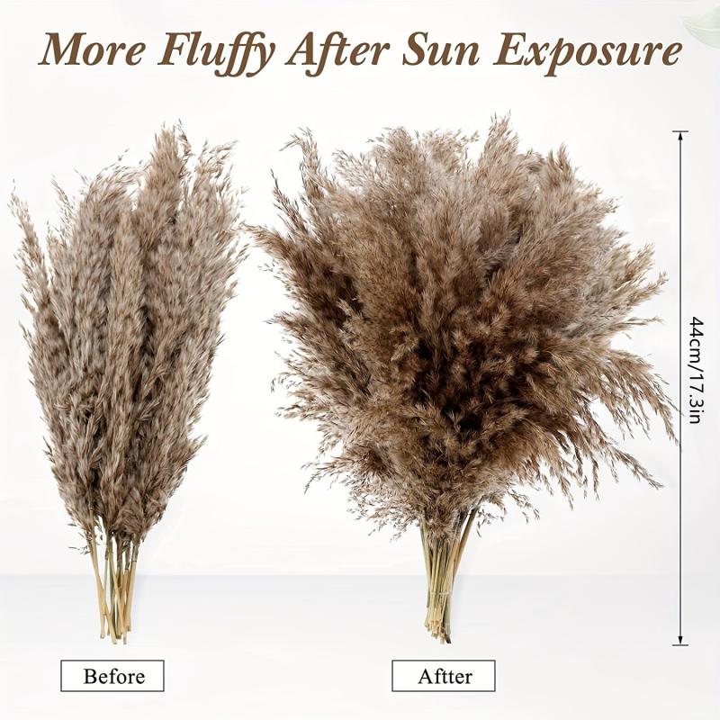 25pcs 43-94cm Tall Fluffy Pampas Grass XL Brown Dry Pampas Grass Decor
