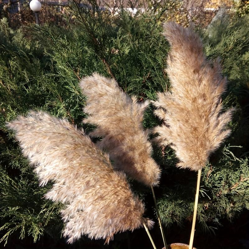 25pcs 43-94cm Tall Fluffy Pampas Grass XL Brown Dry Pampas Grass Decor