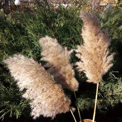 25pcs 43-94cm Tall Fluffy Pampas Grass XL Brown Dry Pampas Grass Decor