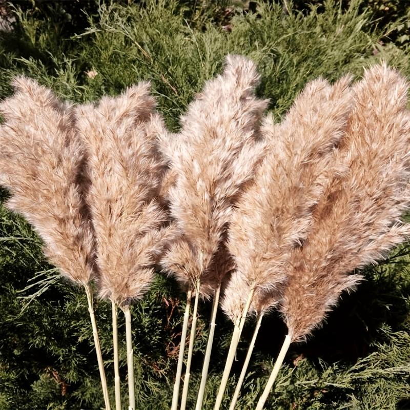 25pcs 43-94cm Tall Fluffy Pampas Grass XL Brown Dry Pampas Grass Decor