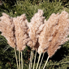 25pcs 43-94cm Tall Fluffy Pampas Grass XL Brown Dry Pampas Grass Decor