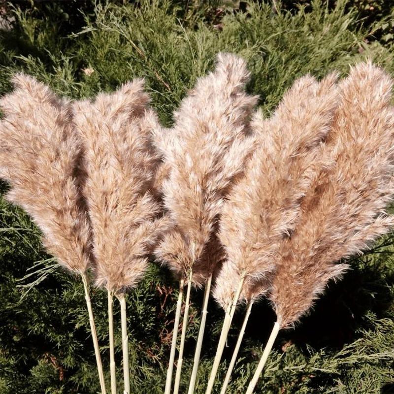 25pcs 43-94cm Tall Fluffy Pampas Grass XL Brown Dry Pampas Grass Decor