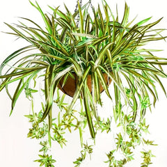 Artificial Chlorophytum Plant Hanging Basket Green Leaves Home Office
