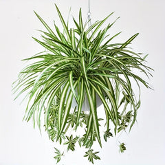 Artificial Chlorophytum Plant Hanging Basket Green Leaves Home Office