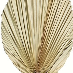 2pcs Boho Natural Dried Palm Leaves for Weddings, Parties, Home Decor 20x40cm