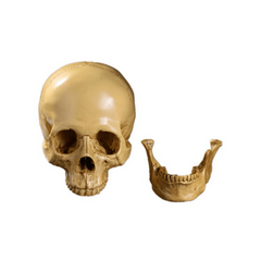 Skull Medical Resin Craft Ornament Halloween Decoration Grinning Human Skull