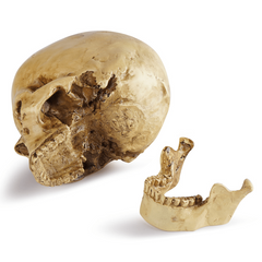 Skull Medical Resin Craft Ornament Halloween Decoration Grinning Human Skull