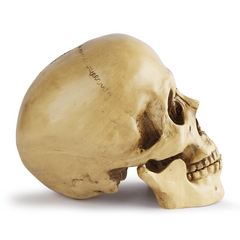 Skull Medical Resin Craft Ornament Halloween Decoration Grinning Human Skull