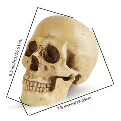 Skull Medical Resin Craft Ornament Halloween Decoration Grinning Human Skull