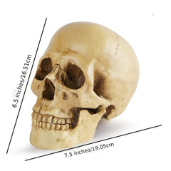 Skull Medical Resin Craft Ornament Halloween Decoration Grinning Human Skull