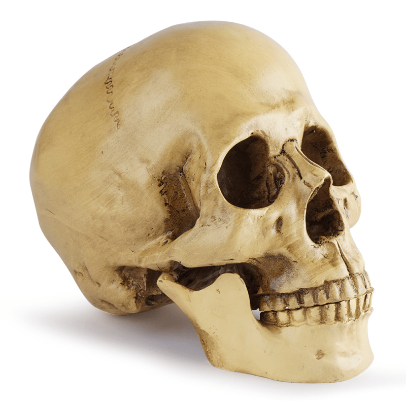 Skull Medical Resin Craft Ornament Halloween Decoration Grinning Human Skull