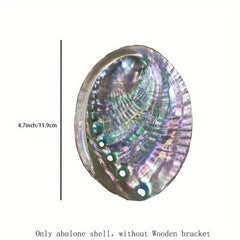 Natural Abalone Shell with Wooden Stand for Smudging and Cleansing