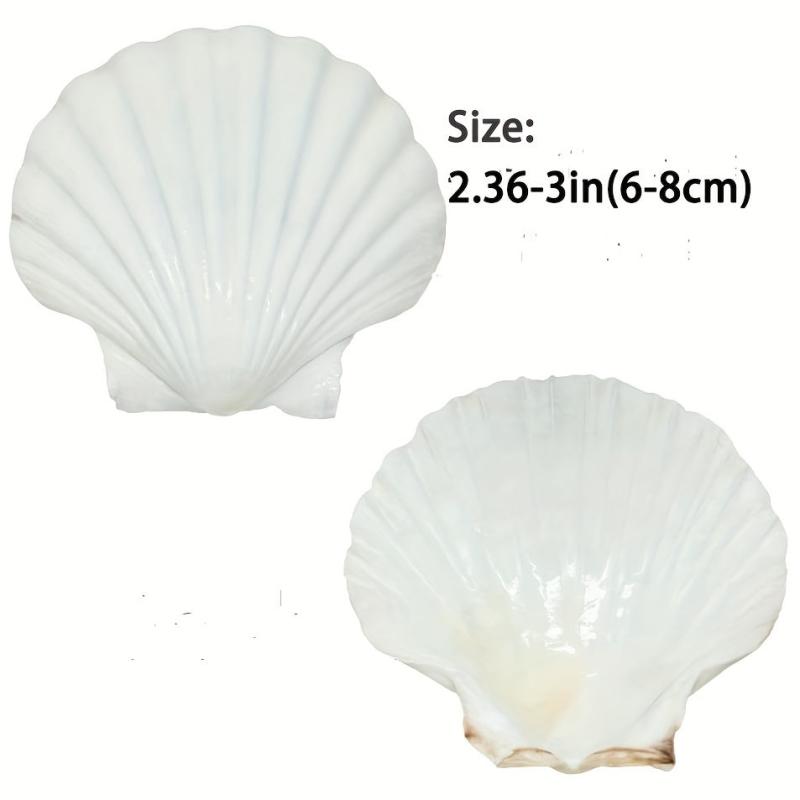 Natural Scallop Shells DIY Crafts Home Decor Vase Filler Sea Shells