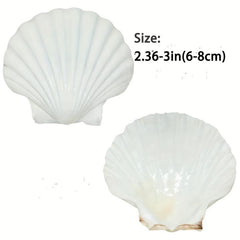 Natural Scallop Shells DIY Crafts Home Decor Vase Filler Sea Shells
